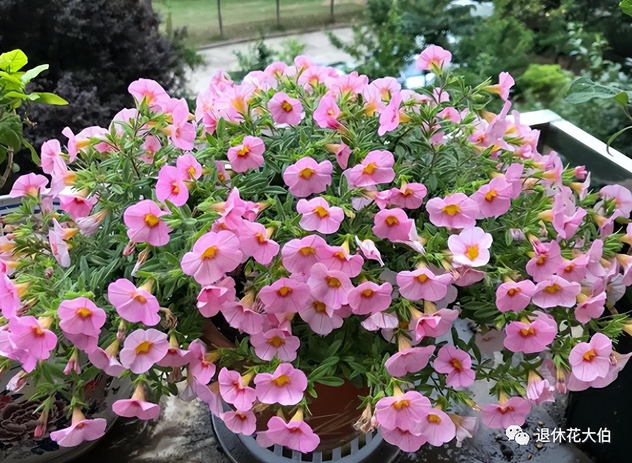 如何养花的技巧和施肥(详解养花技巧及知识大全)
