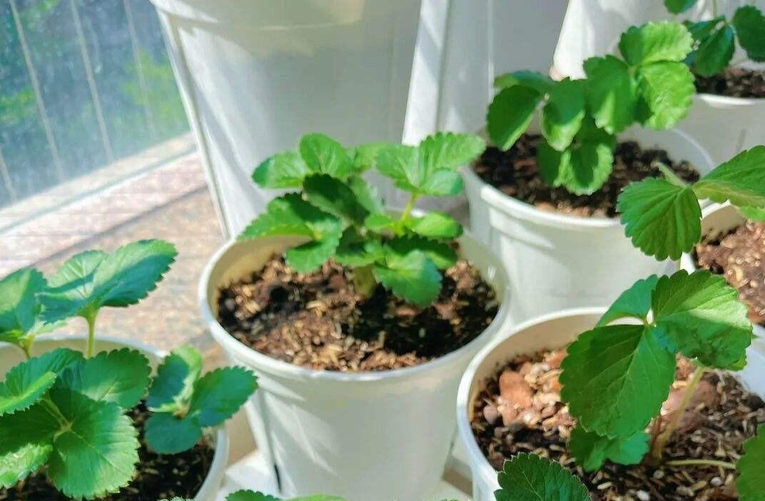 家庭种草莓的方法有哪些