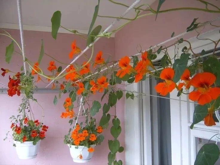 旱金莲种植方法和时间（旱金莲的养护技巧）