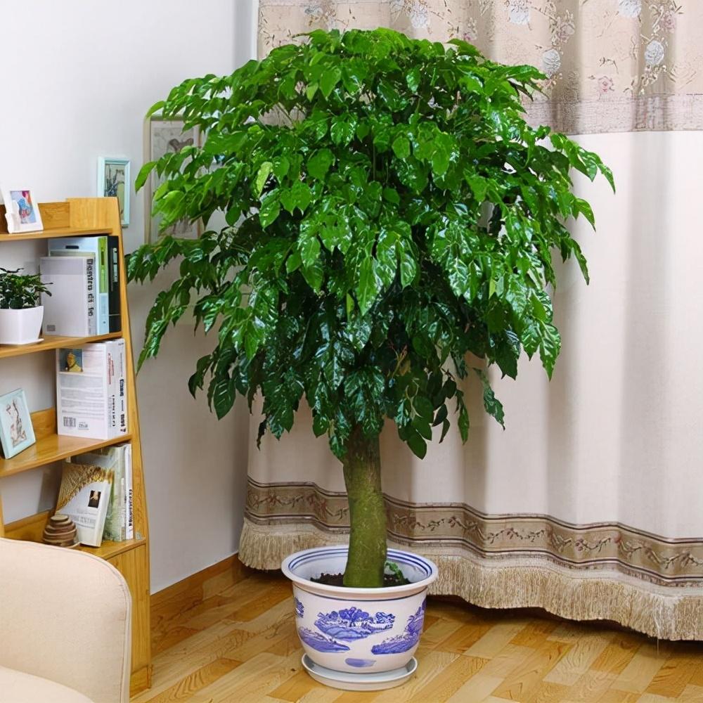 大型绿植有哪些(客厅最好养的大型绿植)