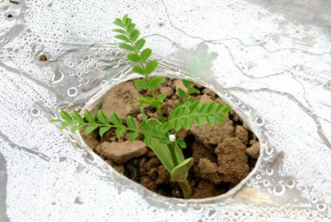 皂荚树和皂角树的区别(了解皂角树的价值)