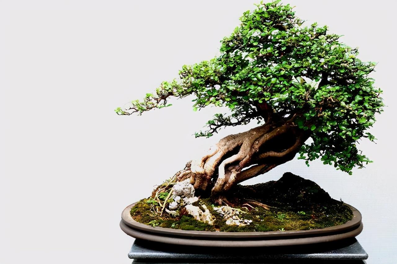 室内盆景树种大全(适合做盆景的植物)