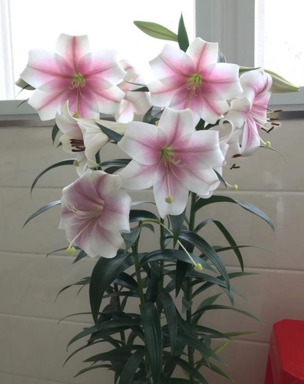 百合花的特点和外形(详解百合花的寓意及象征)