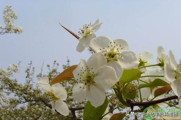 梨花是什么季节开的(描述梨花的花语及寓意)