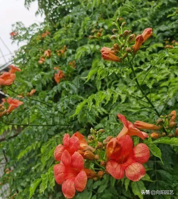 凌霄花的特点是什么