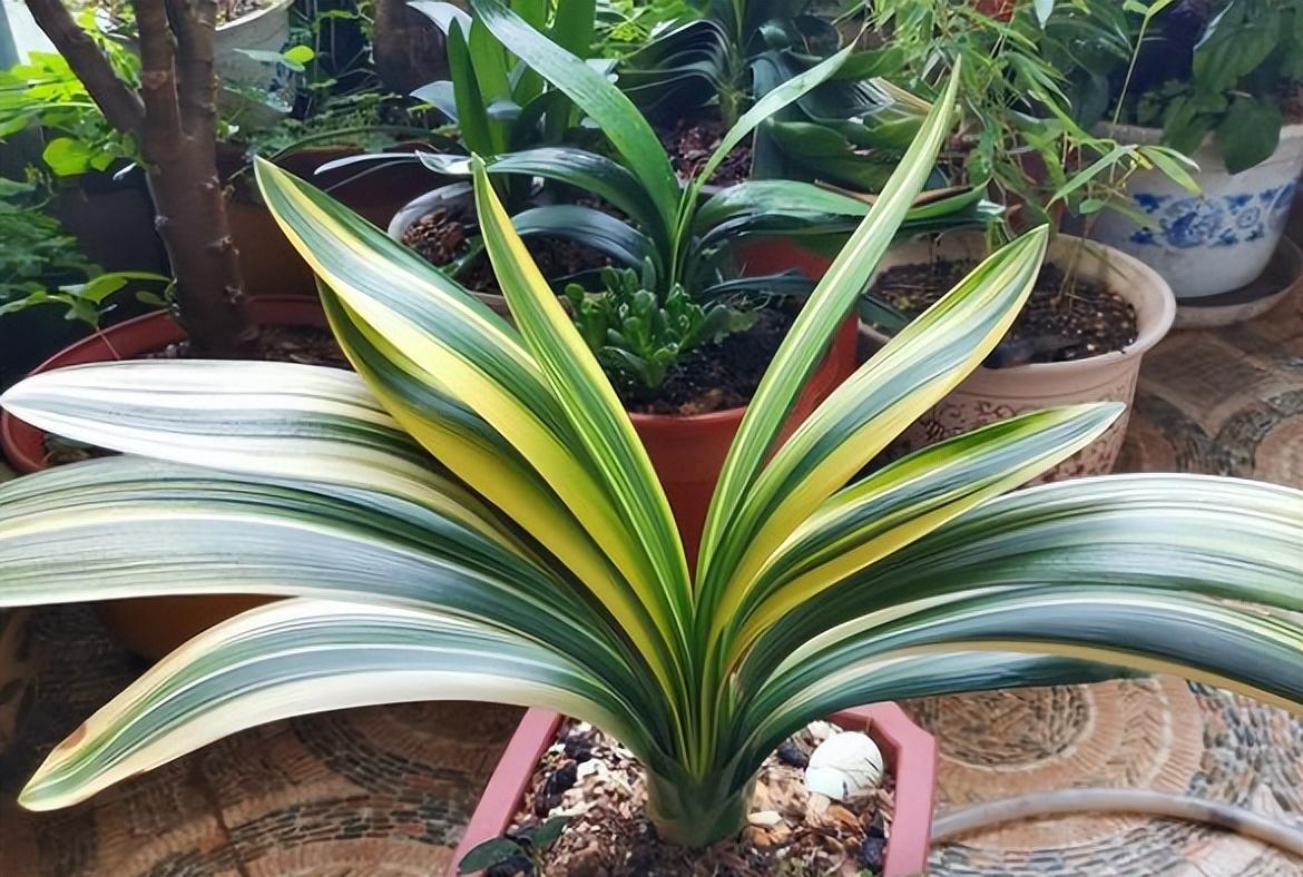 君子兰花怎么养护好