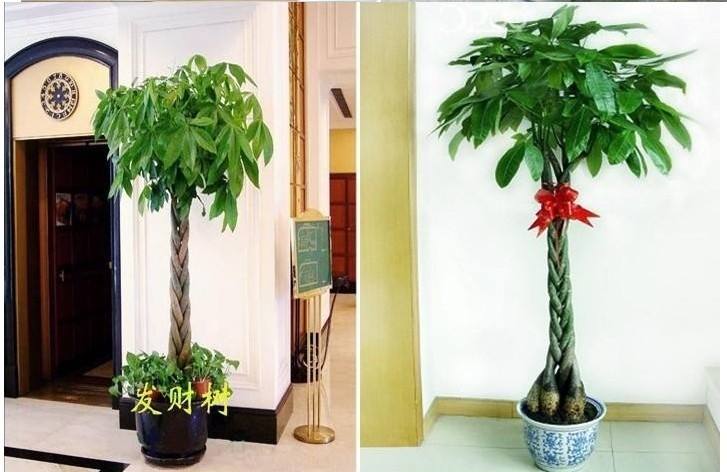 大型绿植有哪些(客厅最好养的大型绿植)