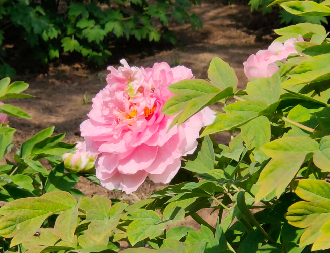 介绍牡丹几月份开花(了解牡丹花种植和养护)