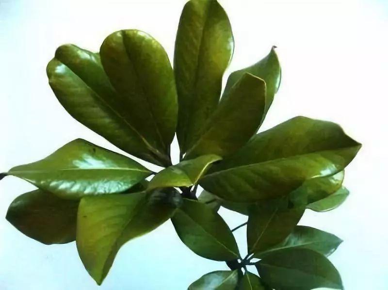 广玉兰的资料及介绍(最贵玉兰花的品种)