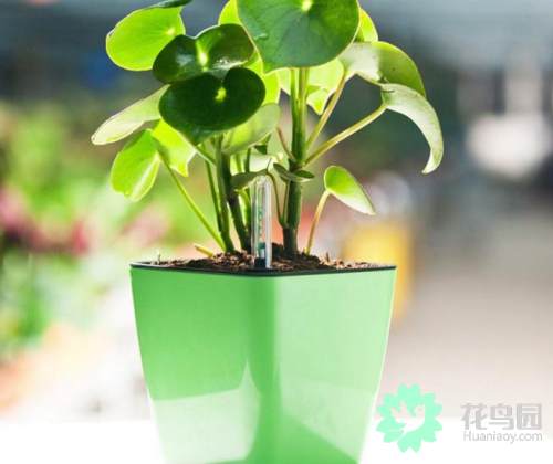 小家碧玉花卉怎么养(适合客厅养的花卉)