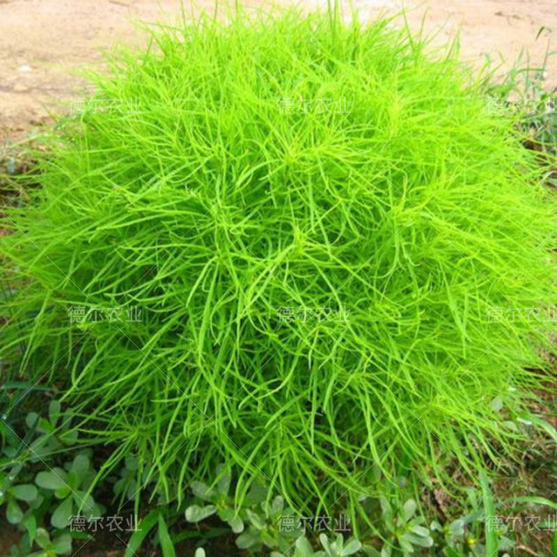 常见野草的种类(农村常见的植物名称)