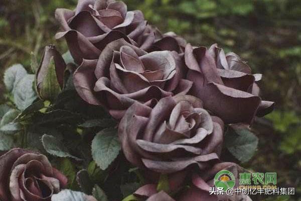 黑色玫瑰花语是什么(浅谈黑玫瑰的养殖技术)