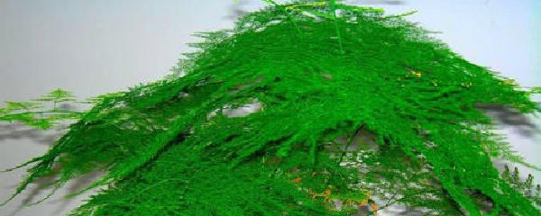 文竹盆景怎么养浇水（关于文竹盆栽的养殖方法）