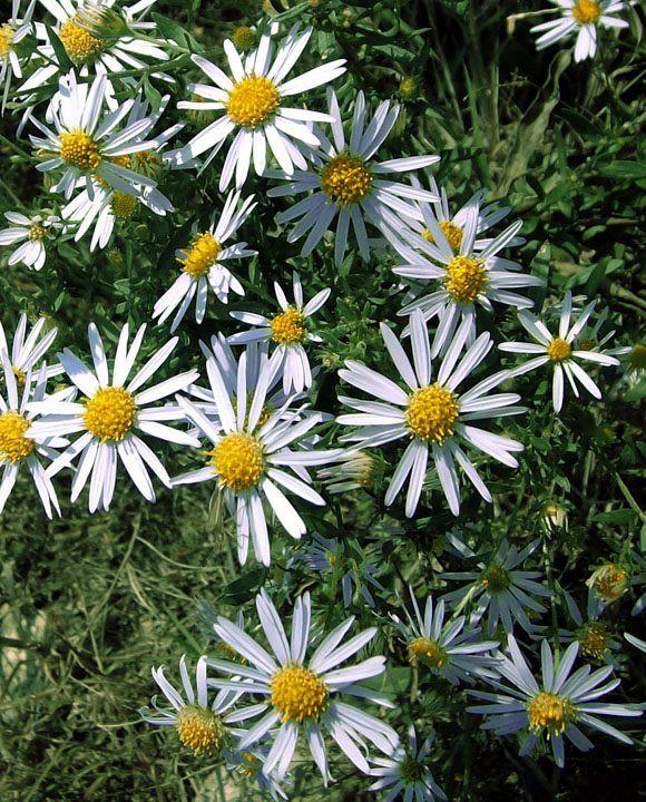 常见野草的种类(农村常见的植物名称)