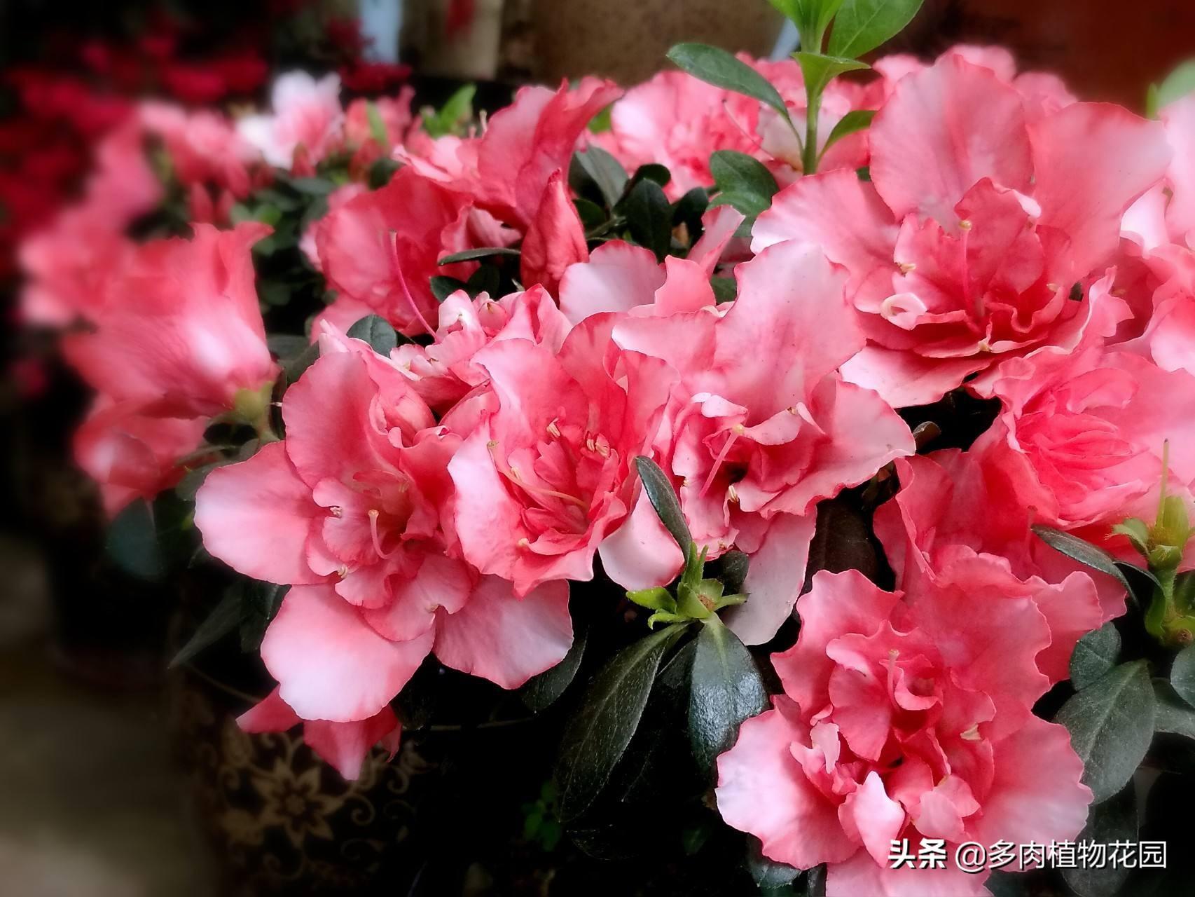 中国十大名花的象征意义(室内花卉品种植物大全)