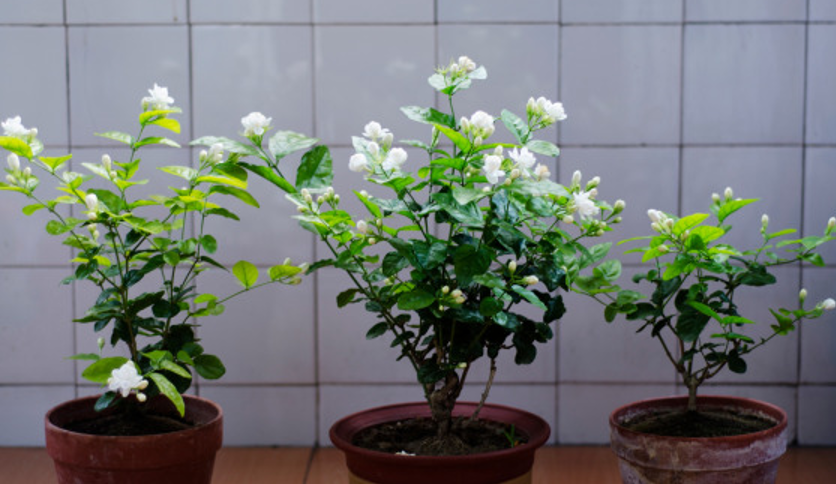 茉莉花如何繁殖方法
