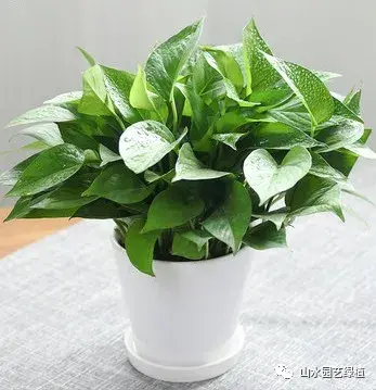 绿萝花语象征与寓意(养绿萝的好处)