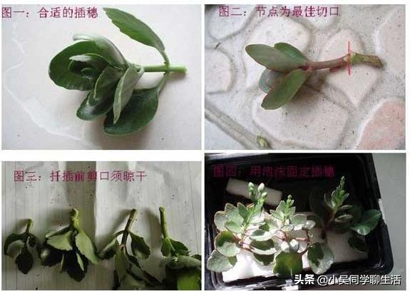 长寿花水培扦插方法和技巧