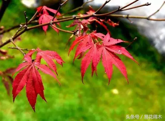 黄金枫的养殖方法(介绍黄金枫品种)