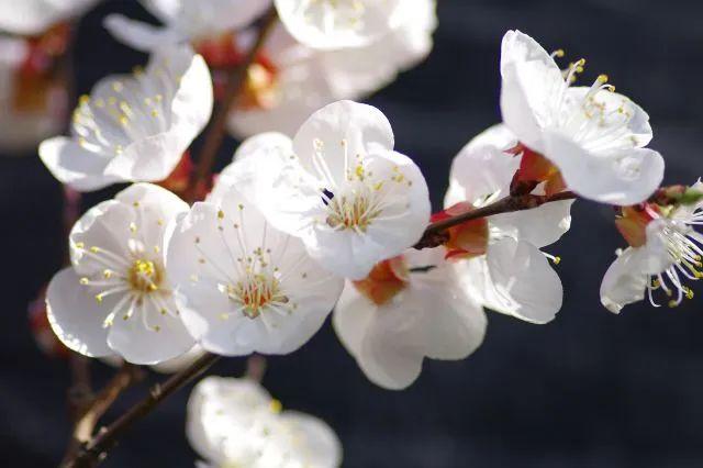 冬樱花几月开(各种樱花品种介绍)