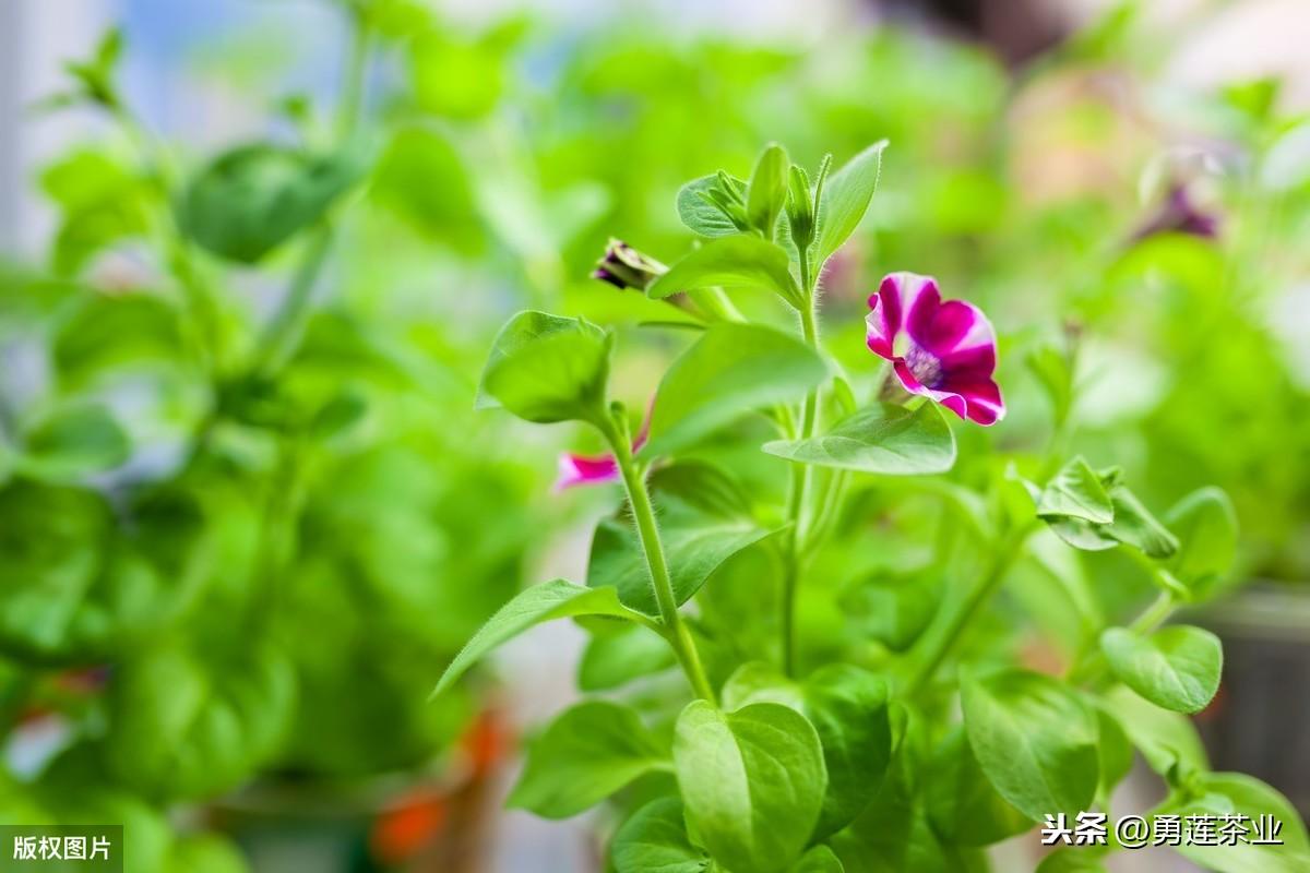 扶郎花怎么插花好看