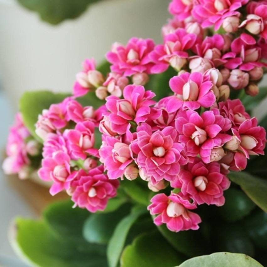 长寿花怎么样才能开花快（关于长寿花需要的土壤）