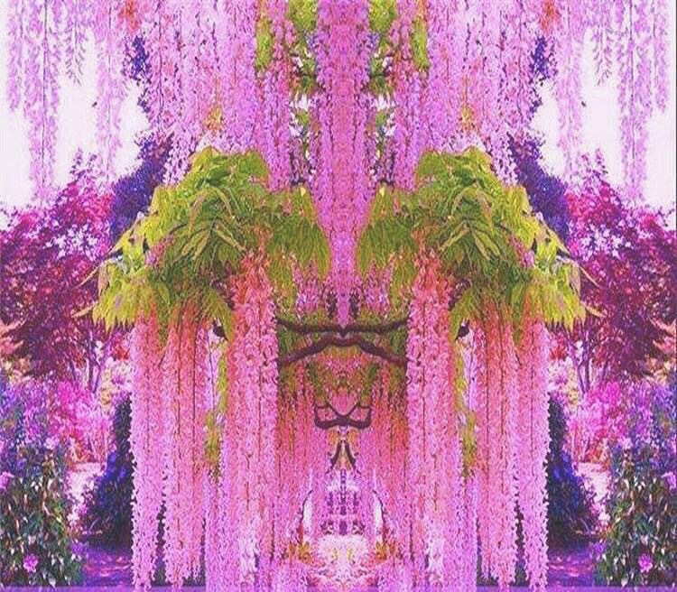 紫藤花树什么时候开花(最旺宅的爬藤植物)