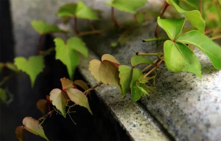 爬山虎怎么种植时间(关于爬山虎种植的方法)
