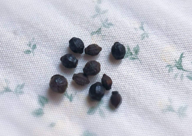 紫茉莉种子种植方法(茉莉的修剪及注意事项)