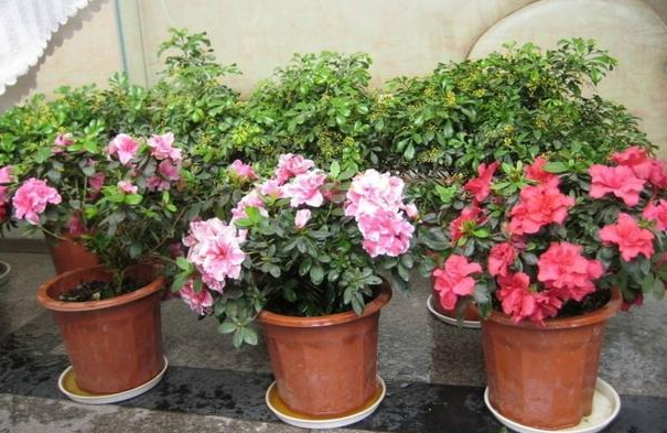 四季杜鹃花盆栽怎么养