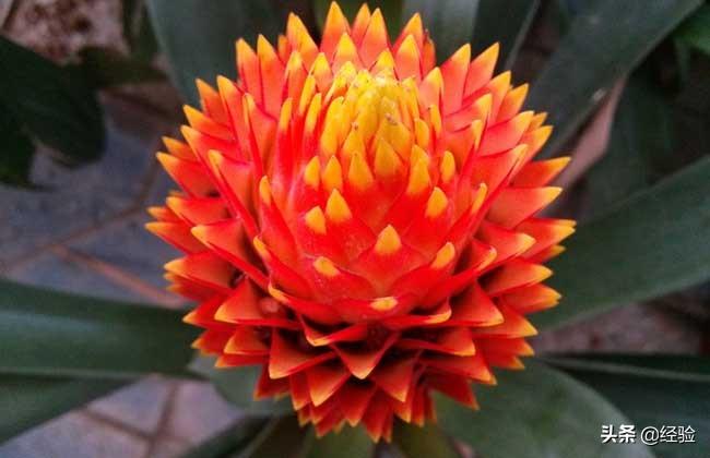 凤梨花叶子发黄怎么办(讲解植物枯黄掉叶的原因)