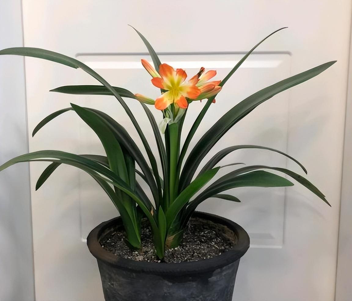 君子兰花怎么养护好