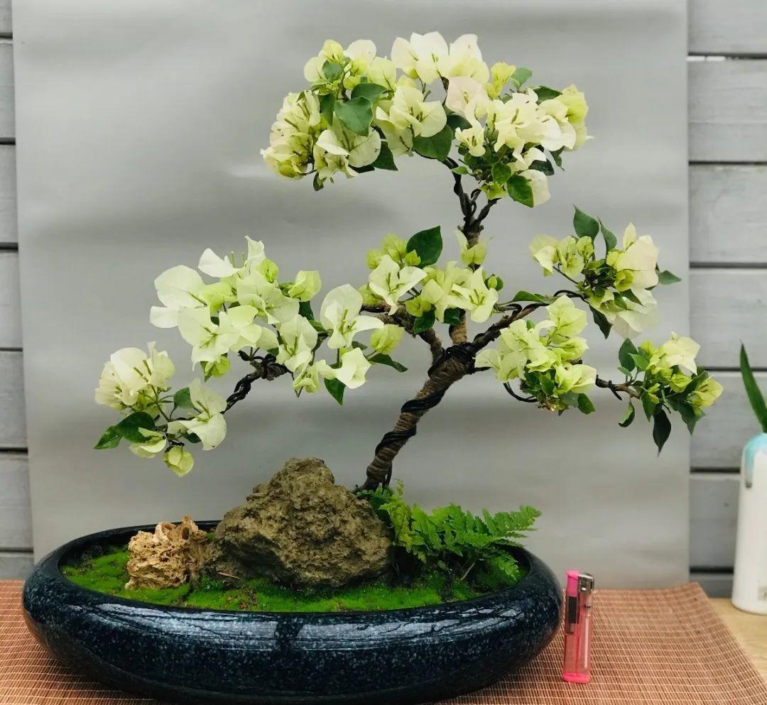 好看的室内植物盆景十大排名(分享易活的客厅绿植)
