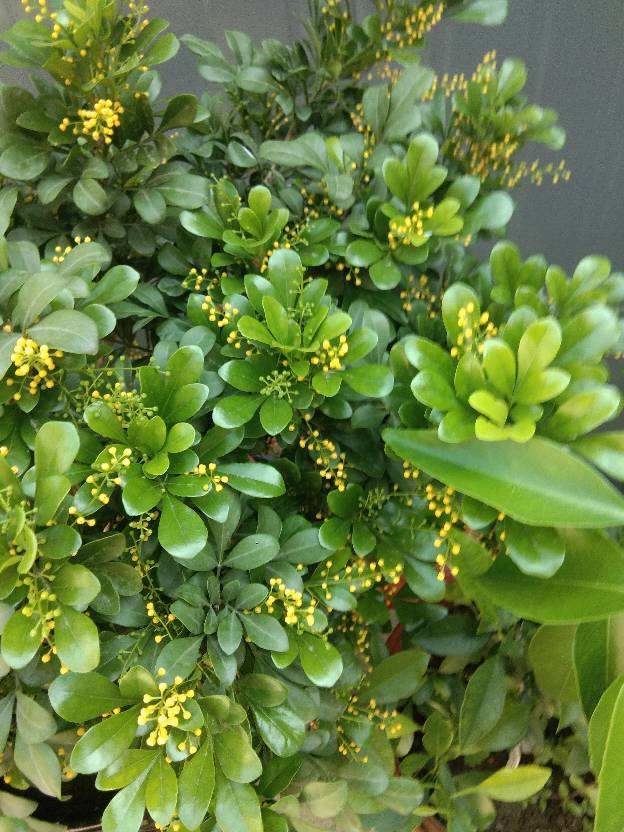 一年四季都盛开的花是什么花(室内四季开花好养的花)