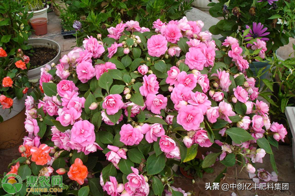 天竺葵花语象征与寓意(适合家庭室内养的花)