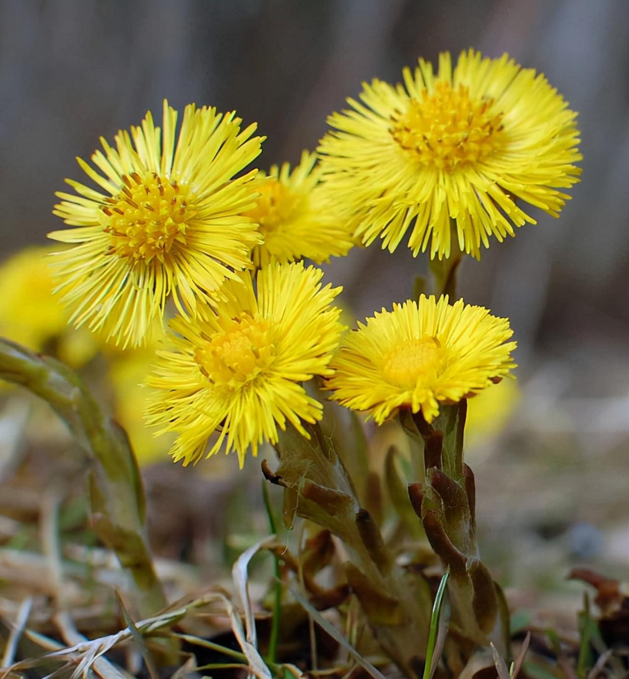 金盏花和金盏菊花一样吗