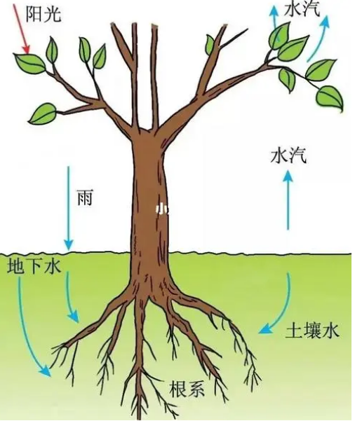 植物根的作用有哪些(移栽植物时保护根的方法)