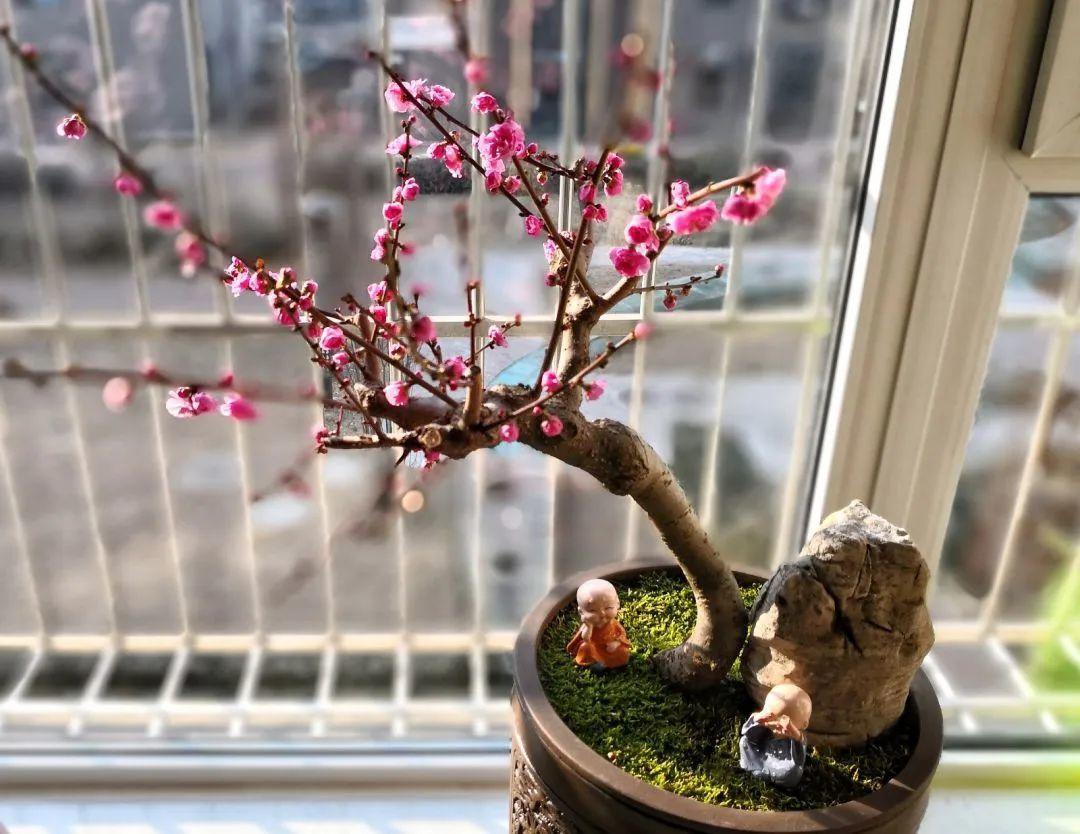 好看的室内植物盆景十大排名(分享易活的客厅绿植)