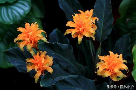 飞羽竹芋的寓意和象征(讲解飞羽竹芋的养殖方法)