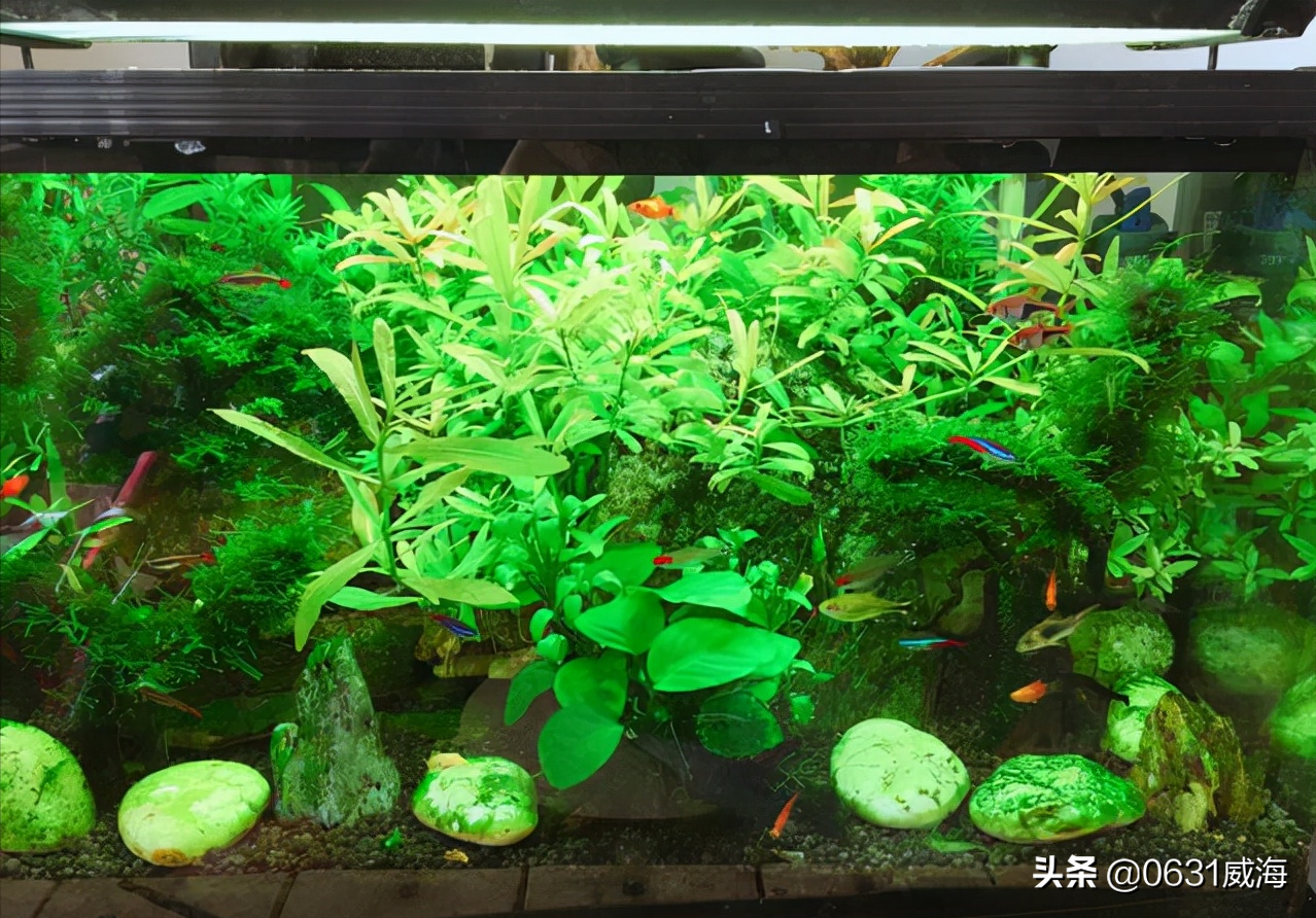 绿宫廷怎么修剪(了解绿宫廷水草的种植方法)