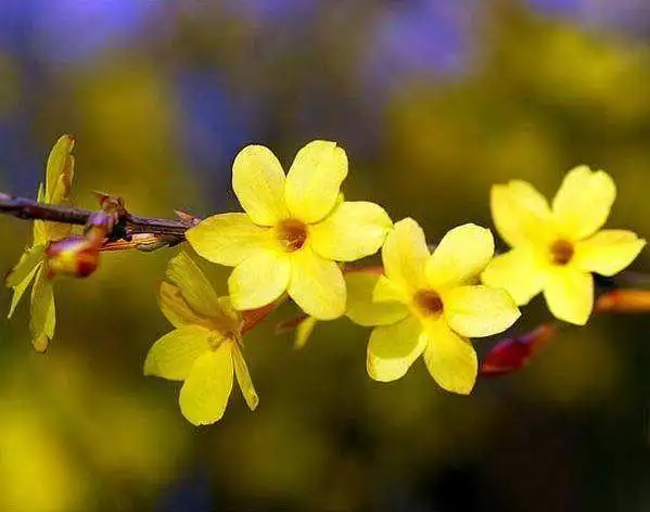 三月开什么花什么特点(盘点三月份开花的植物)