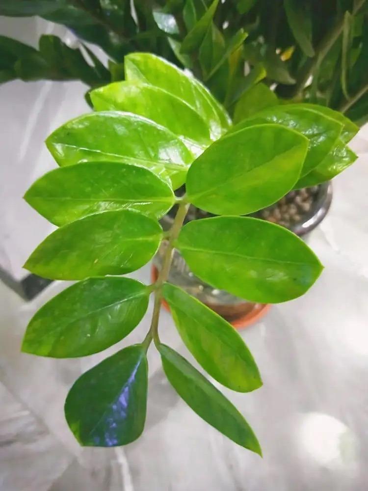 一年四季常青的树木有什么
