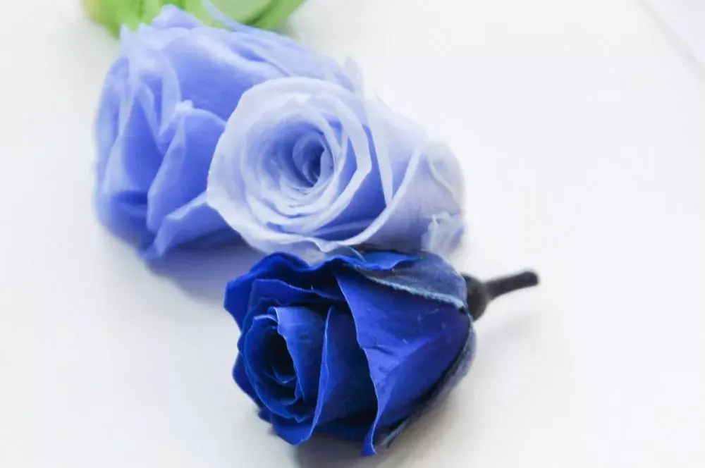 红玫瑰的花语和寓意代表什么意思(玫瑰花语大全)