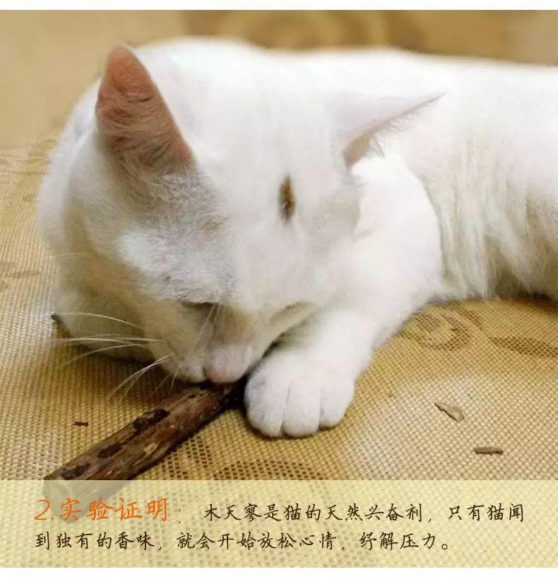 木天蓼是什么植物(木天蓼和猫薄荷的区别)