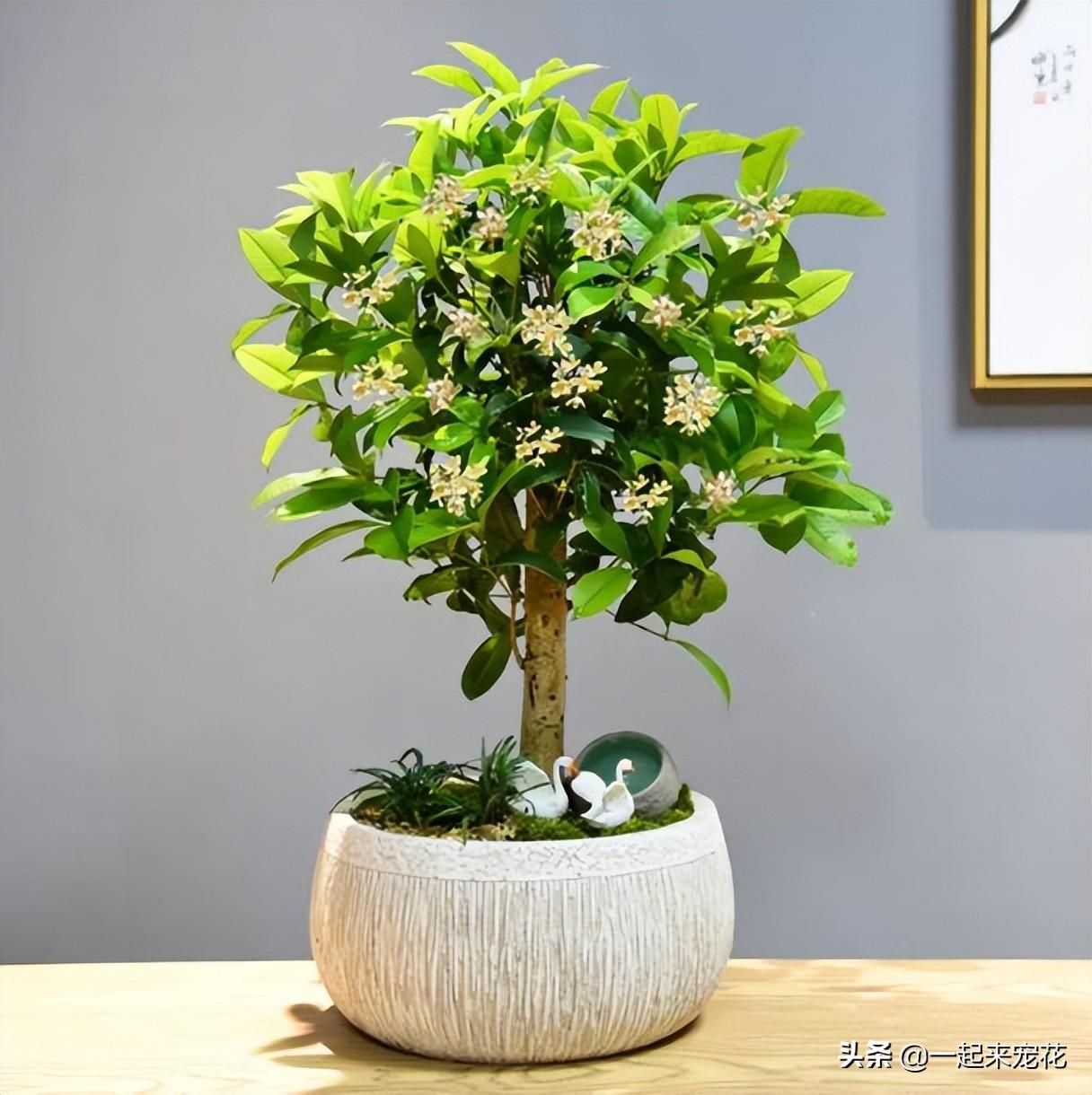 木本花卉有哪些品种(适合室内养的木本植物)