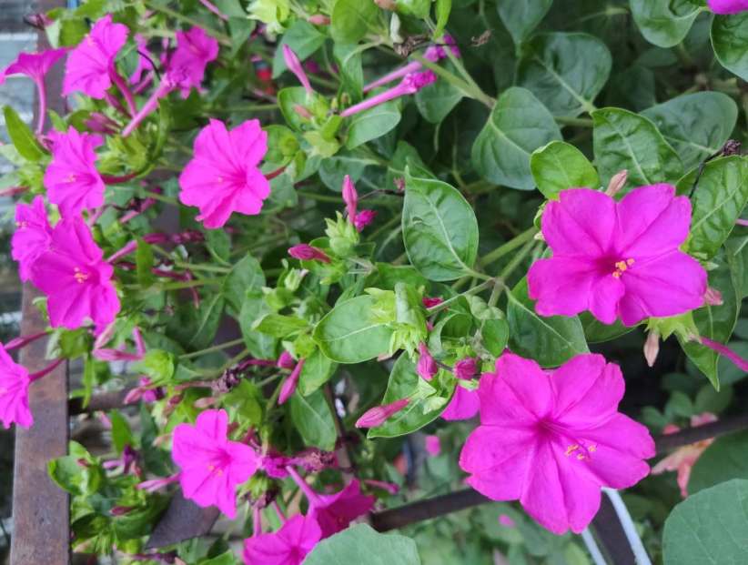 紫茉莉种子种植方法(茉莉的修剪及注意事项)