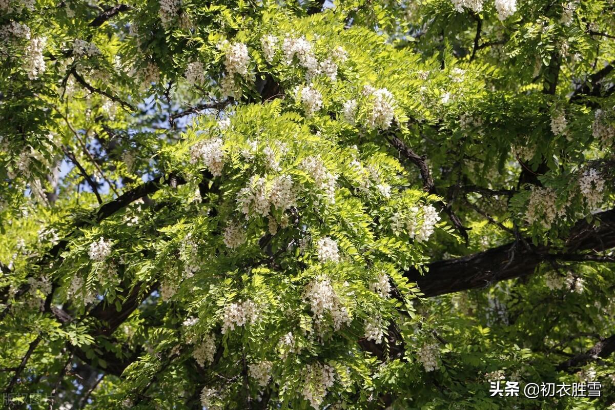 北方槐树什么时候开花(国槐与洋槐树的区别)