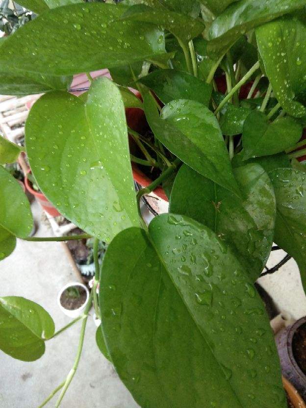适合室内养的花和植物(净化空气吸甲醛植物排名)