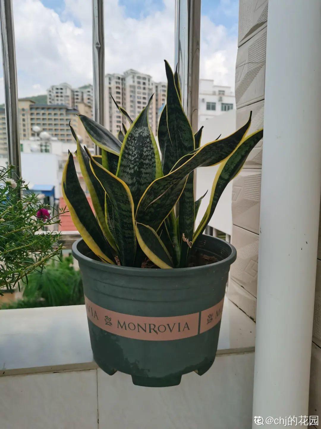 卧室放什么植物最好健康(适合放在卧室的植物和花)