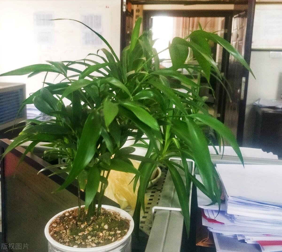 开运竹的寓意是什么意思